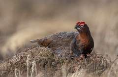 Red Grouse male, Cairngorm