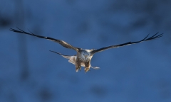 Red Kite swooping