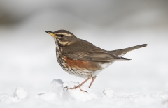 Redwing in snow Portrait