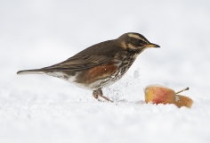 Redwing with apple in snow