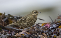 Rock Pipit checking the weedline