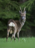 Roe buck in garden