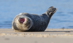 Seal Yawn