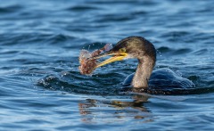 Shag with Sea Scorpion