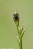 Sheep Tick (not a pleasant garden find!)