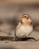 Snow Bunting eating seed