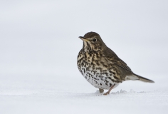 Song Thrush in snow