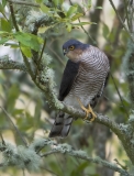 Male Sparrowhawk looking for prey