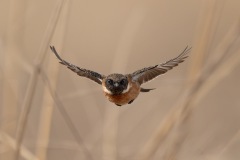 Stonechat flying through grassland