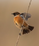 Stonechat perched on grass stem