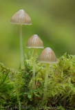 Three bonnets in moss