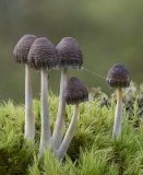Toadstools