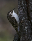 Treecreeper clinging to tree