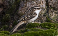 Treecreeper on the ground