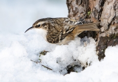 Treecreeper in snow