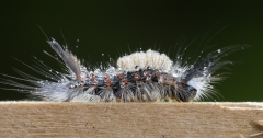 Vapourer Caterpillar