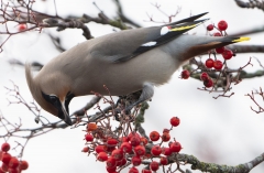 Waxwing in Rowan