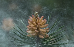 Windblown Pine Pollen