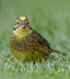 Yellowhammer portrait