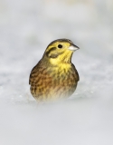 Yellowhammer in snow