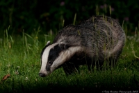 badger_gardenlawn_960