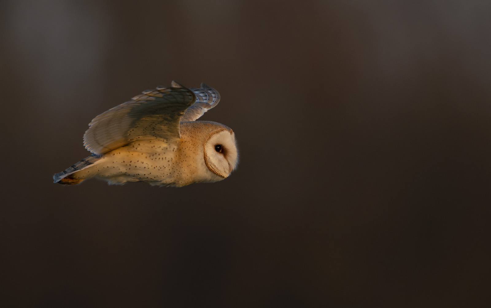 Barn Owl flight at sunset
