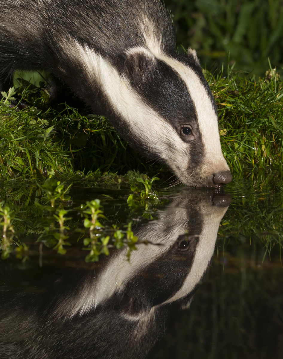 Drinking badger reflection