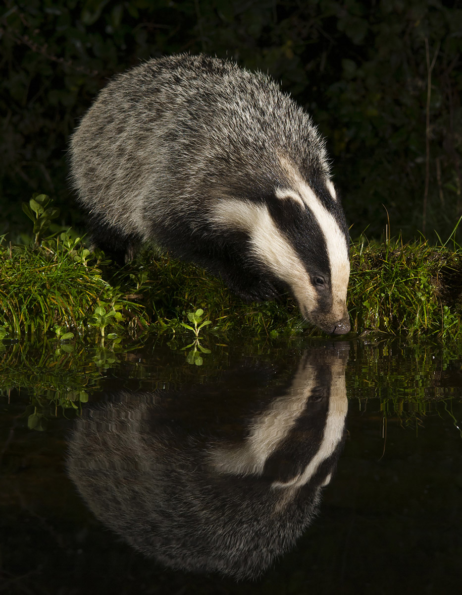 Solo badger reflection