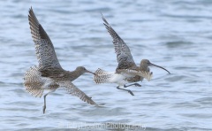 Curlew battle