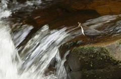 Dipper with food for young