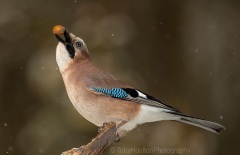 Jay with acorn in snowfall