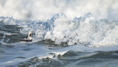 Long Tailed Duck riding the waves