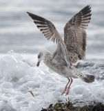 A juvenile herring gull dropping its lunch in the surf