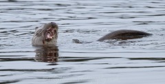 Otter chewing a butterfish