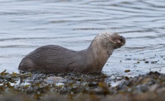 Otter shaking off water