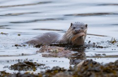 Otter with Butterfish