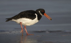 Oystercatcher with small mussell in beak