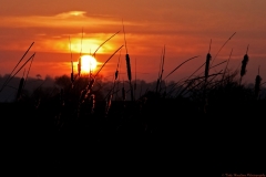 Sun setting over bullrushes