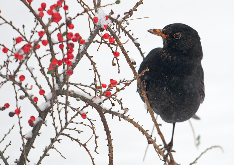 Blackbird looking for berries