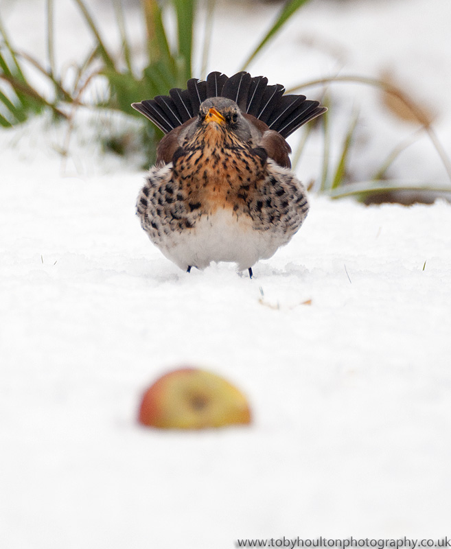 Aggressive Fieldfare protecting apples