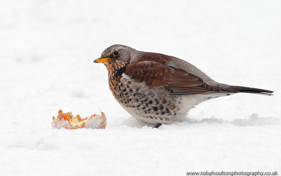 Fieldfare feeding on apple in snow