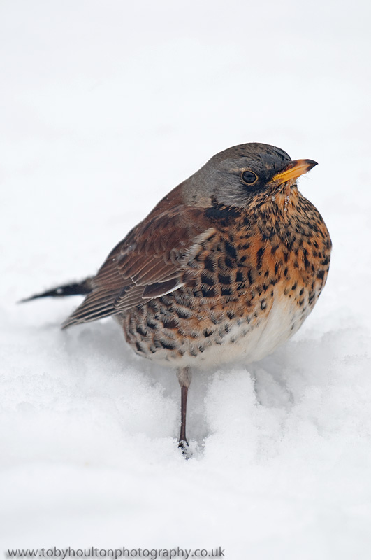 Close up of Fieldfare in snow