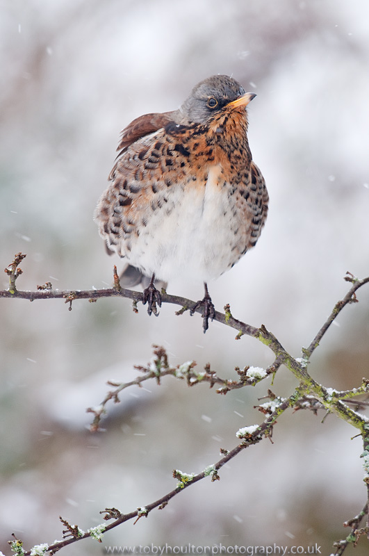 Fieldfare perched in blackthorn in the snow