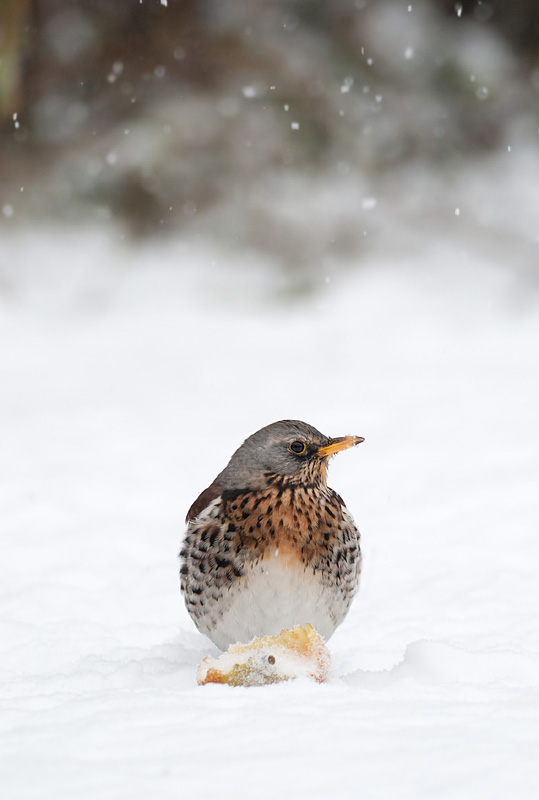 Fieldfare in falling snow