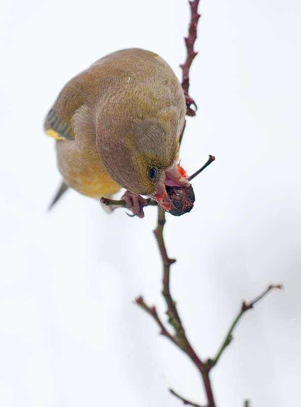 Greenfinch eating Rosehip