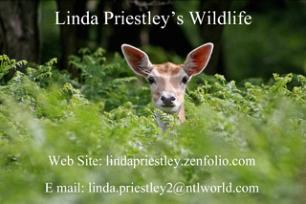 Linda Priestly's Wildlife