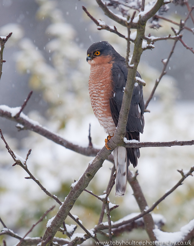Sparrowhawk in the snow