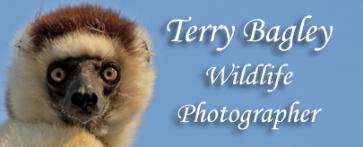 Terry Bagley Wildlife Photographer