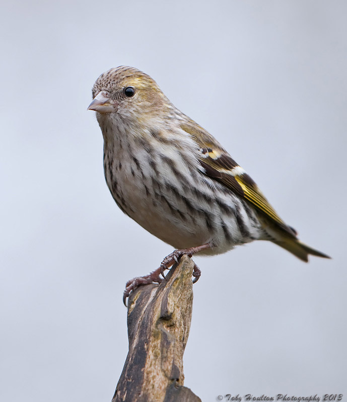 Female Siskin - Nikon D300 with Nikon 500mm f4, 1/250s, f4.5 @ISO400, VR ON