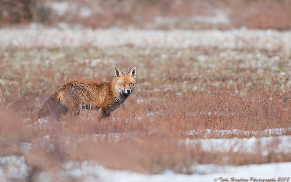 A Fox hunts in the winter sun